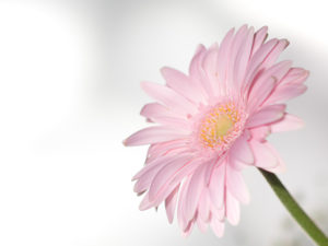 「花風水」を実践！部屋にピンクの花を飾って恋愛運をアップしてみよう♡